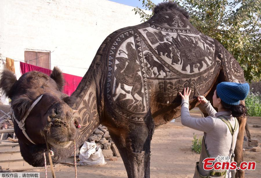 A hairstylist from Japan creates intricate art on live animals for the Bikaner Camel Festival in Rajasthan, India, Jan. 10, 2019. (Photo/Agencies)