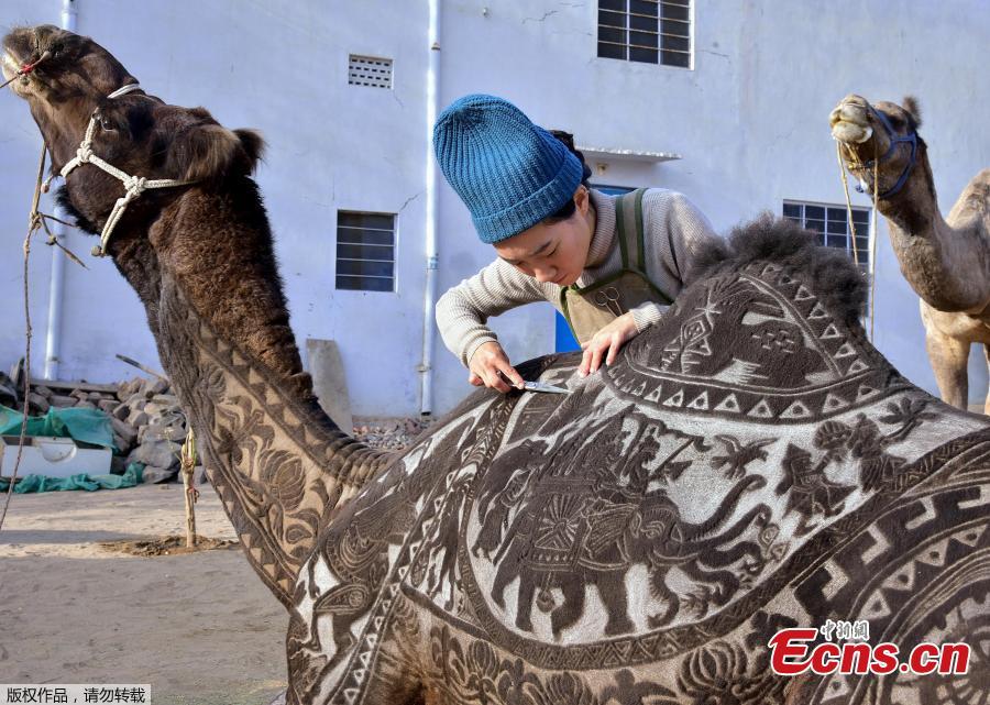 A hairstylist from Japan creates intricate art on live animals for the Bikaner Camel Festival in Rajasthan, India, Jan. 10, 2019. (Photo/Agencies)