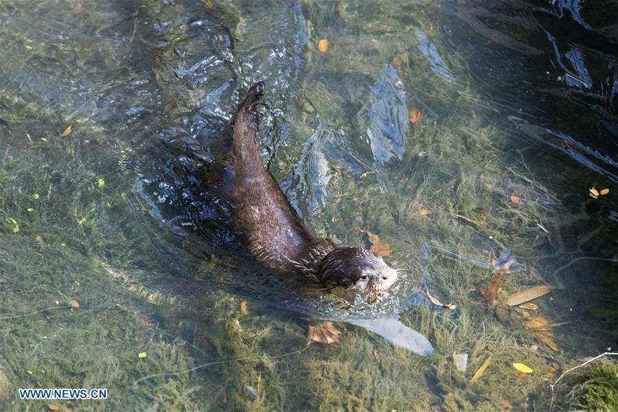 A 6-week-old smooth-coated otter pup learns to swim in a storm drain near Singapore River on Jan. 10, 2019. This family of smooth-coated otters, comprising of three adults and three otter pups, made their home in urban city centre of Singapore. (Xinhua/Then Chih Wey)