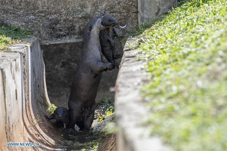A smooth-coated otter grabs its 6-week-old pup in its mouth after swimming practise in a storm drain near Singapore River on Jan. 10, 2019. This family of smooth-coated otters, comprising of three adults and three otter pups, made their home in urban city centre of Singapore. (Xinhua/Then Chih Wey)