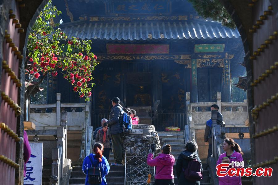 A camellia that is more than 400 years old blooms in front of the Golden Temple in Kunming City, Yunnan Province, Jan. 10, 2019. The camellia is an iconic attraction of the famous Taoist bronze-tiled temple. When in bloom, the tree has hundreds of flowers. (Photo: China News Service/Ren Dong)