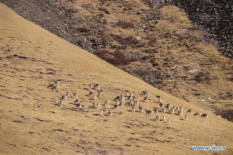 Photo taken on Jan. 12, 2019 shows blue sheep on a hillside in Maqin County of Golog Tibetan Autonomous Prefecture of northwest China\'s Qinghai Province. (Xinhua/Li Jun)
