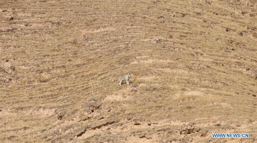Photo taken on Jan. 12, 2019 shows a wolf on a hillside in Maqin County of Golog Tibetan Autonomous Prefecture of northwest China\'s Qinghai Province. (Xinhua/Li Jun)