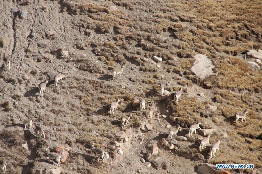 Photo taken on Jan. 12, 2019 shows blue sheep on a hillside in Maqin County of Golog Tibetan Autonomous Prefecture of northwest China\'s Qinghai Province. (Xinhua/Li Jun)