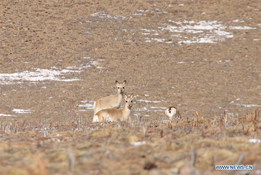 Photo taken on Jan. 12, 2019 shows Tibetan gazelles on a grassland in Maqin County of Golog Tibetan Autonomous Prefecture of northwest China\'s Qinghai Province. (Xinhua/Li Jun)