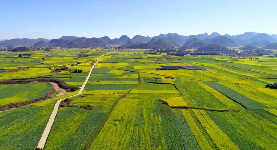 An aerial view shows seemingly boundless rapeseed flower fields in Luoping county of Southwest China\'s Yunnan Province. (Photo by Mao Hong/for chinadaily.com.cn)