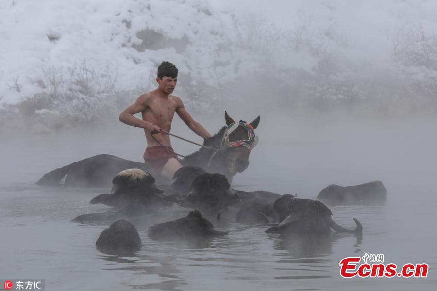 Water buffalos and horses bathe in a thermal spring that is around 40 degrees Celsius in the village of Budakli in Guroymak district, Bitlis, Turkey, Jan. 11, 2019. Despite the freezing cold, villagers bring their horses and water buffalos to thermal springs to wash and care them. (Photo/IC)