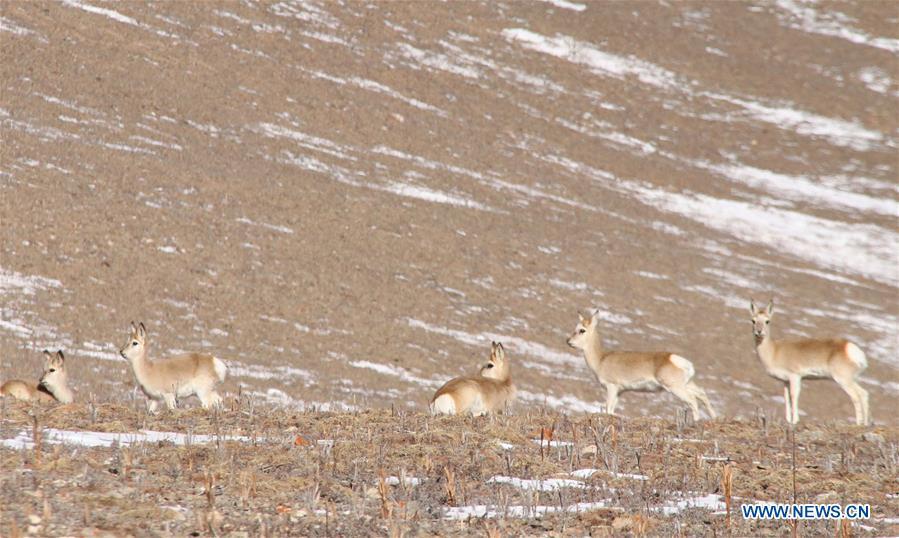 Photo taken on Jan. 12, 2019 shows Tibetan gazelles on a grassland in Maqin County of Golog Tibetan Autonomous Prefecture of northwest China\'s Qinghai Province. (Xinhua/Li Jun)