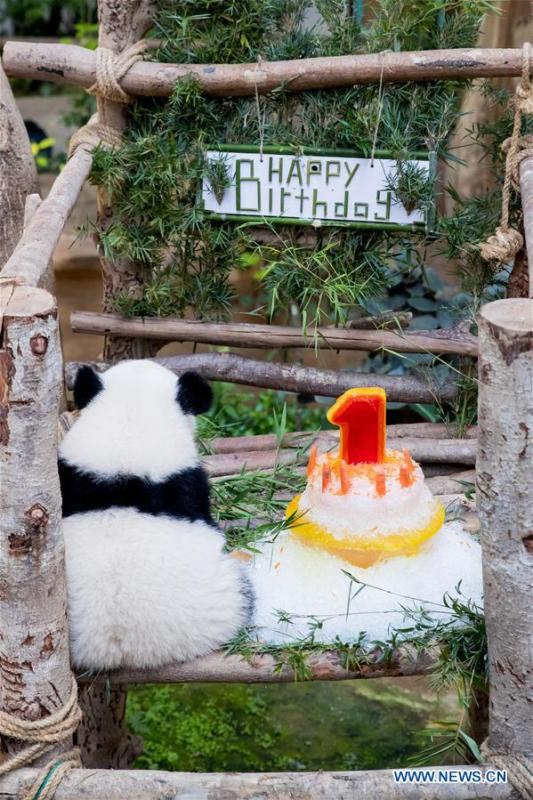 <?php echo strip_tags(addslashes(A baby giant panda sits with her birthday cake on her one year old birthday at the Malaysian National Zoo near Kuala Lumpur, Malaysia, Jan. 14, 2019. The second giant panda born in Malaysia celebrated her first birthday at the Malaysian national zoo on Monday. The baby giant panda is the second offspring of her parents Xing Xing and Liang Liang who arrived in Malaysia in 2014. (Xinhua/Zhu Wei))) ?>