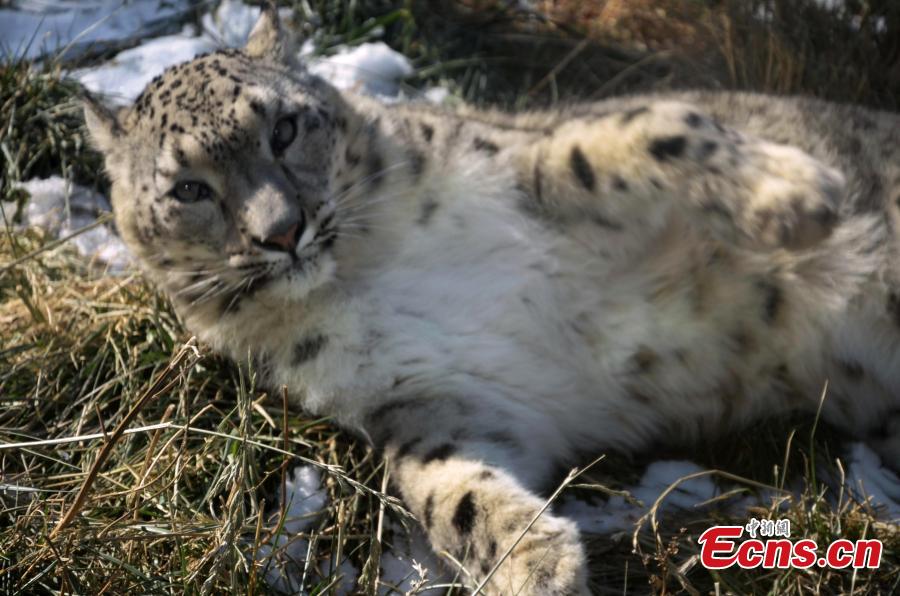Aoxue, China\'s longest-living snow leopard bred using artificial insemination, lies in a sunny spot at the Xining Wildlife Zoo in Qinghai Province. (Photo provided to China News Service)