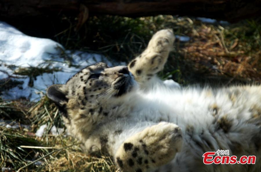 Aoxue, China\'s longest-living snow leopard bred using artificial insemination, lies in a sunny spot at the Xining Wildlife Zoo in Qinghai Province. (Photo provided to China News Service)