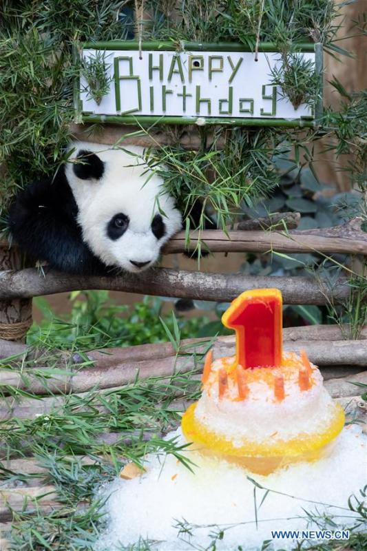 <?php echo strip_tags(addslashes(A baby giant panda plays on her one year old birthday at the Malaysian National Zoo near Kuala Lumpur, Malaysia, Jan. 14, 2019. The second giant panda born in Malaysia celebrated her first birthday at the Malaysian national zoo on Monday. The baby giant panda is the second offspring of her parents Xing Xing and Liang Liang who arrived in Malaysia in 2014. (Xinhua/Zhu Wei))) ?>