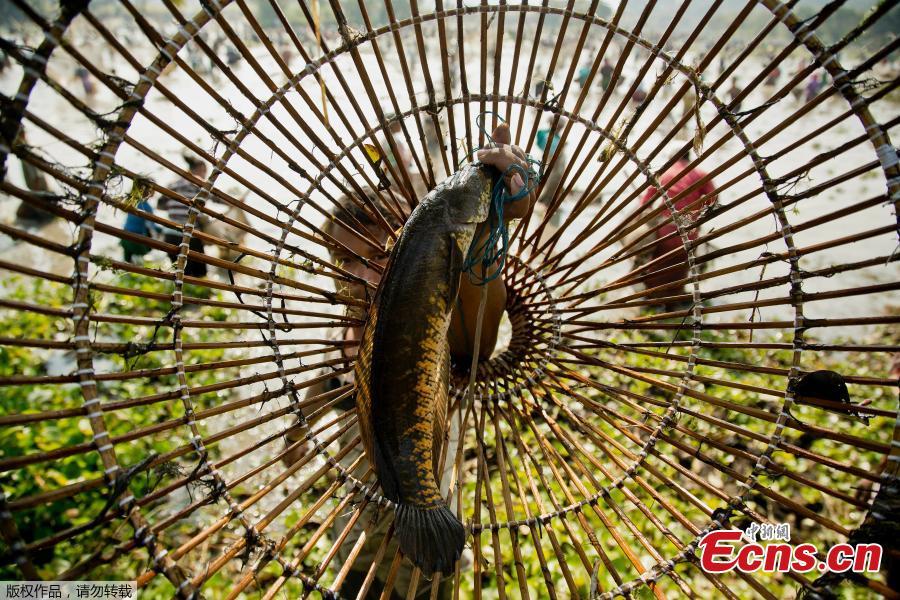 <?php echo strip_tags(addslashes(An Indian villager shows his catch as he participates in community fishing as part of Bhogali Bihu celebrations in Panbari village, some 50 kilometers east of Gauhati, India, Jan. 14, 2019. 