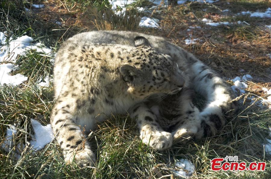Aoxue, China\'s longest-living snow leopard bred using artificial insemination, lies in a sunny spot at the Xining Wildlife Zoo in Qinghai Province. (Photo provided to China News Service)