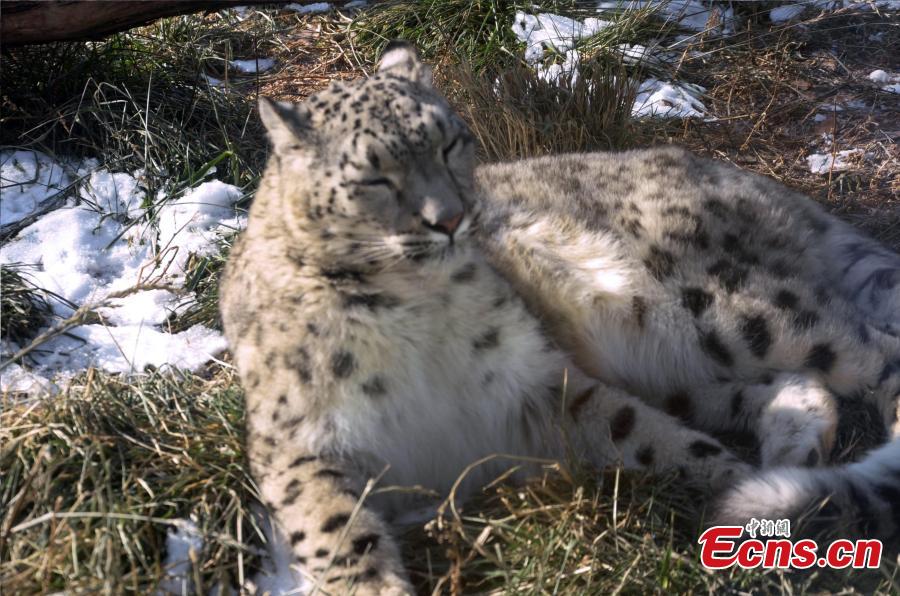 Aoxue, China\'s longest-living snow leopard bred using artificial insemination, lies in a sunny spot at the Xining Wildlife Zoo in Qinghai Province. (Photo provided to China News Service)