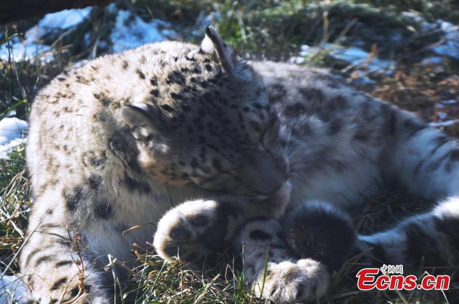 Aoxue, China\'s longest-living snow leopard bred using artificial insemination, lies in a sunny spot at the Xining Wildlife Zoo in Qinghai Province. (Photo provided to China News Service)