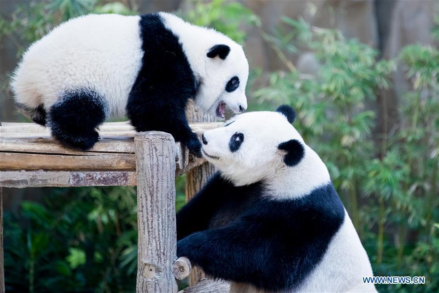 A baby giant panda (L) plays with her mother on her one year old birthday at the Malaysian National Zoo near Kuala Lumpur, Malaysia, Jan. 14, 2019. The second giant panda born in Malaysia celebrated her first birthday at the Malaysian national zoo on Monday. The baby giant panda is the second offspring of her parents Xing Xing and Liang Liang who arrived in Malaysia in 2014. (Xinhua/Zhu Wei)