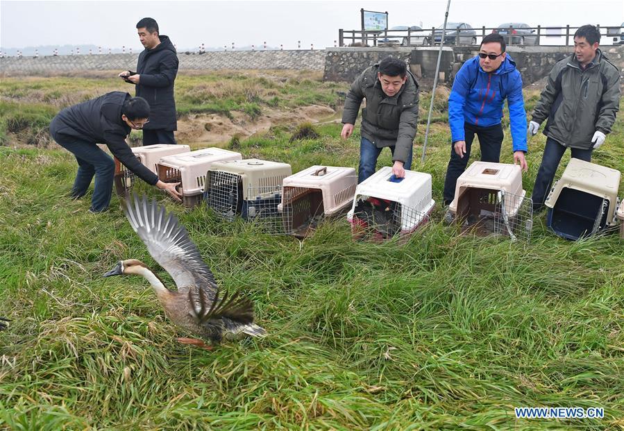 <?php echo strip_tags(addslashes(Staff members release migrant birds into the wild at the Poyang Lake national natural reserve in east China's Jiangxi Province, Jan. 14, 2019. Sixteen rare migrant birds, including one oriental white stork, two whooper swans and three mandarin ducks, were released into the wild in Jiangxi on Monday. (Xinhua/Wan Xiang))) ?>