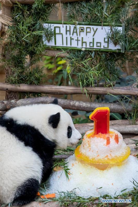 A baby giant panda tastes her birthday cake on her one year old birthday at the Malaysian National Zoo near Kuala Lumpur, Malaysia, Jan. 14, 2019. The second giant panda born in Malaysia celebrated her first birthday at the Malaysian national zoo on Monday. The baby giant panda is the second offspring of her parents Xing Xing and Liang Liang who arrived in Malaysia in 2014. (Xinhua/Zhu Wei)