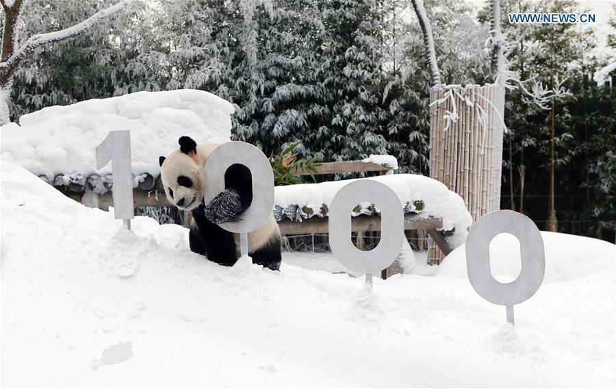 <?php echo strip_tags(addslashes(A giant panda is seen at the Panda World of Everland, a South Korean theme park located in Yongin, 40 km south of capital Seoul, on Jan. 15, 2019. The Panda World of Everland has opened to public for 1,000 days. (Xinhua/Everland))) ?>