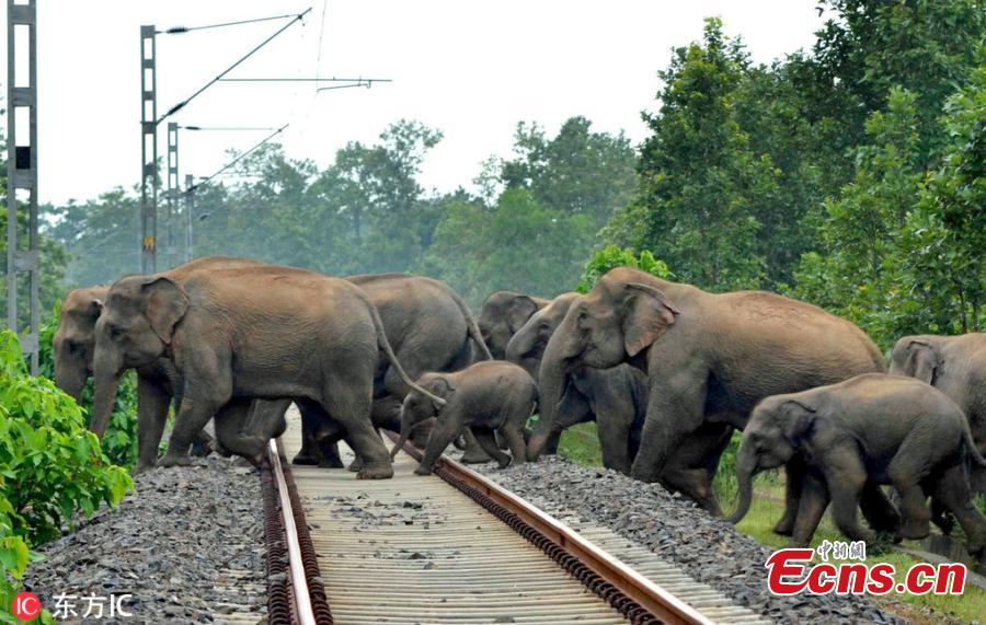 Elephants attempt crossing a railway track as their habitat is interrupted in India. The Indian population of elephants is depleting due to fatal encounter with trains, trucks and human activities, local media reported. (Photo/IC)