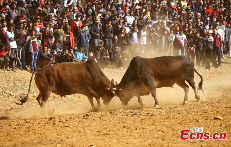 Bulls fight during Maghe Sankranti Festival at Taruka Village in Nuwakot District, Nepal, Jan. 15, 2019. The annual festival is celebrated to mark the start of holy month of Magh and warmer weather.  (Photo/China News Service)
