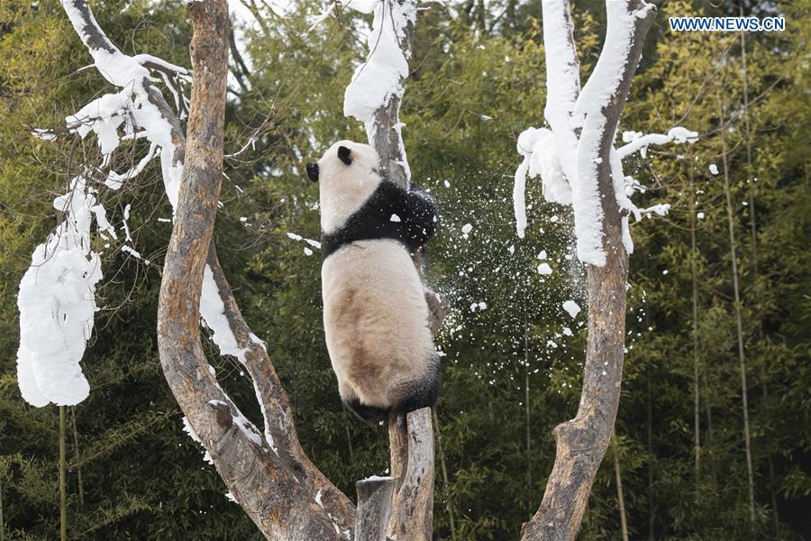 <?php echo strip_tags(addslashes(A giant panda is seen at the Panda World of Everland, a South Korean theme park located in Yongin, 40 km south of capital Seoul, on Jan. 15, 2019. The Panda World of Everland has opened to public for 1,000 days. (Xinhua/Everland))) ?>