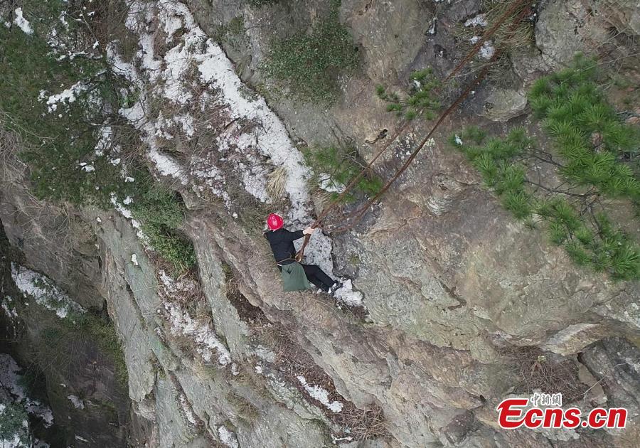 <?php echo strip_tags(addslashes(Su Songyun braves the winter cold to abseil down a cliff face and collect rubbish at the Huangshizhai scenic area in Zhangjiajie City, Central China's Hunan Province, Jan. 15, 2019. The 34-year-old local farmer began learning the stunt from his father in 2005, and his daredevil antics entertain tourists and enable him to collect garbage otherwise inaccessible on the mountain slope. (Photo: China News Service/Wu Yongbing))) ?>
