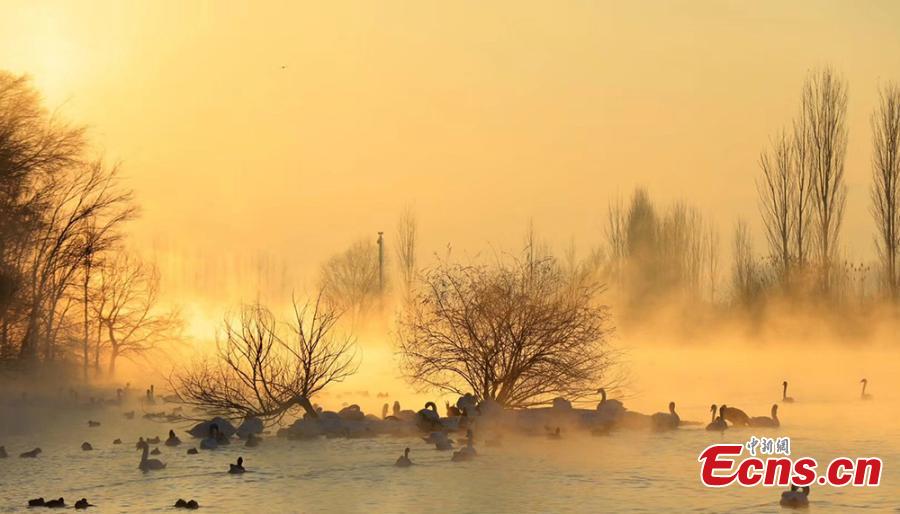 A view of swans enveloped by fog at a wetland in Yingtamu Township, Yining County, Northwest China\'s Xinjiang Uygur Autonomous Region. Some 200 swans, mostly the species of mute swan, inhabit the wetland during winter every year. In recent years, the wetland has become a famous spot for photographers to take snaps of the elegant, large birds in a beautiful environment. (Photo: China News Service/Cui Minghao)