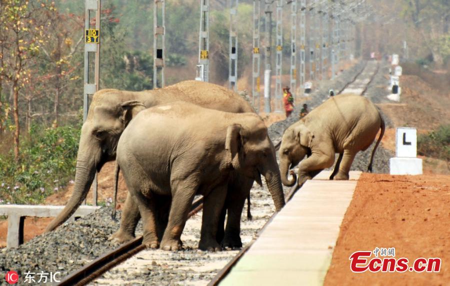 Elephants attempt crossing a railway track as their habitat is interrupted in India. The Indian population of elephants is depleting due to fatal encounter with trains, trucks and human activities, local media reported. (Photo/IC)