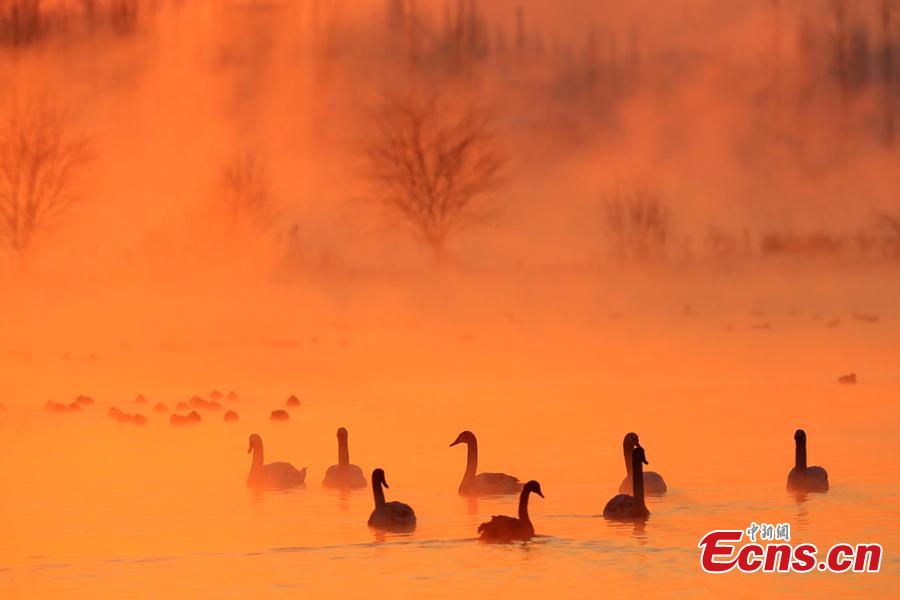 A view of swans enveloped by fog at a wetland in Yingtamu Township, Yining County, Northwest China\'s Xinjiang Uygur Autonomous Region. Some 200 swans, mostly the species of mute swan, inhabit the wetland during winter every year. In recent years, the wetland has become a famous spot for photographers to take snaps of the elegant, large birds in a beautiful environment. (Photo: China News Service/Cui Minghao)