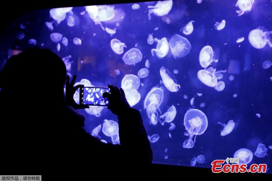 <?php echo strip_tags(addslashes(This picture taken on Jan. 16, 2019 shows jellyfish in a tank during the opening of the new jellyfish section of the Aquarium of Paris. The new display of the Aquarium of Paris is now among one of the world's first jellyfish collections and aims at raising public awareness on climate change and oceans conservation. (Photo/Agencies))) ?>