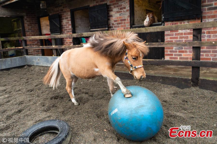 One-year-old Tony the pony has developed a love for the ball after his owner Kristy Simpson, 37, got him one to play with as a foal at home near the British city of Leeds. (Photo/VCG)