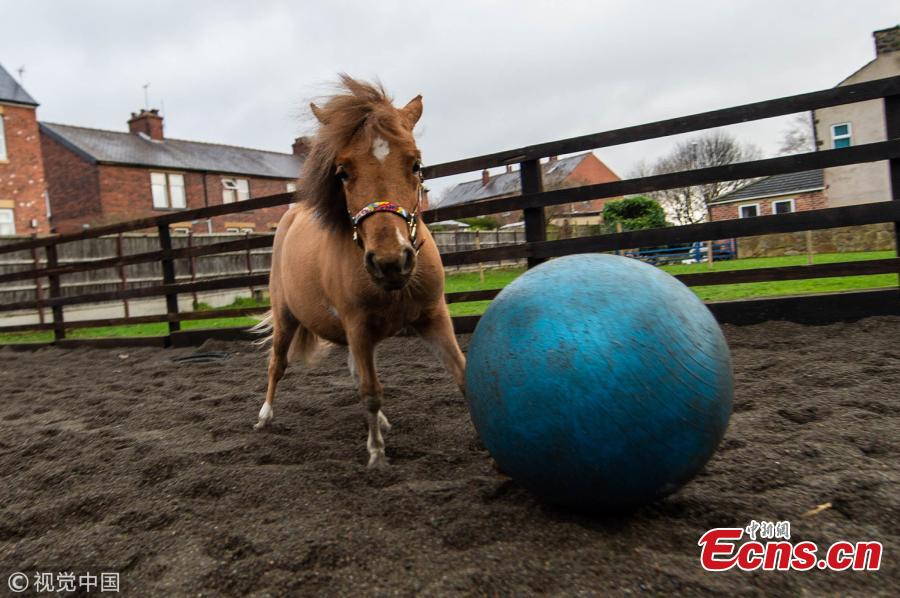 One-year-old Tony the pony has developed a love for the ball after his owner Kristy Simpson, 37, got him one to play with as a foal at home near the British city of Leeds. (Photo/VCG)