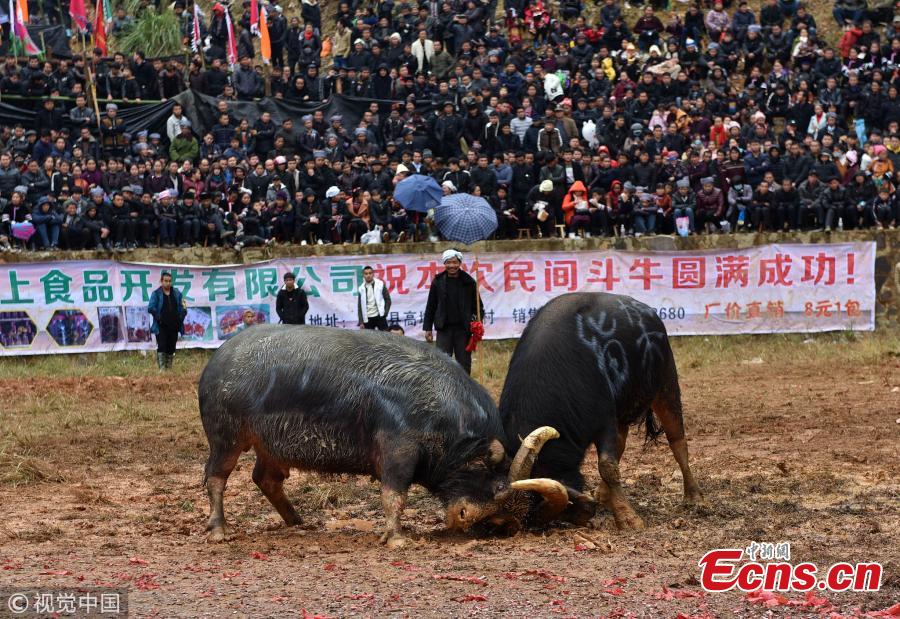 Villagers watch a traditional buffalo fight in Congjiang County, Southwest China\'s Guizhou Province. Eighteen buffalos participated in the annual fight, held to celebrate the upcoming Spring Festival, China\'s Lunar New Year that falls on February 5 this year. (Photo/VCG)