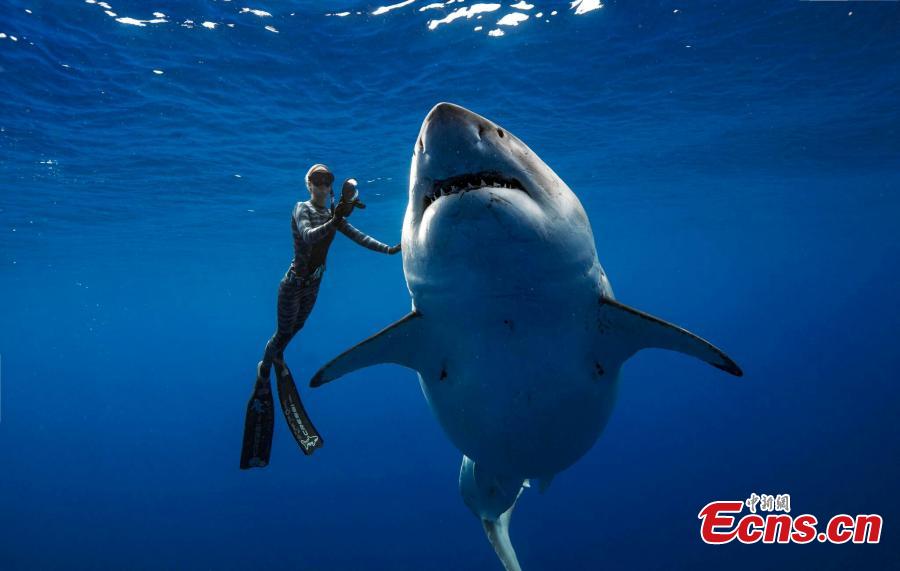 A team of divers has had a close encounter with Deep Blue, one of the biggest great white sharks on record. She is 20 feet long and estimated to be up to 50 years old. One of the divers, Ocean Ramsey, said that they had been filming tiger sharks feeding on the whale when the shark arrived. (Photo/Agencies)