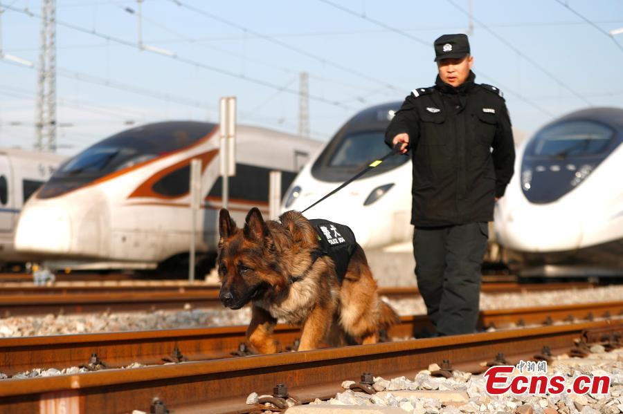 A police dog is seen completing a safety patrol at a bullet train service station in Beijing, Jan. 17, 2019. Beijing police have increased security checks on trains at the service station for routine inspections and maintenance as the Spring Festival travel rush approaches. (Photo: China News Service/Fu Tian)