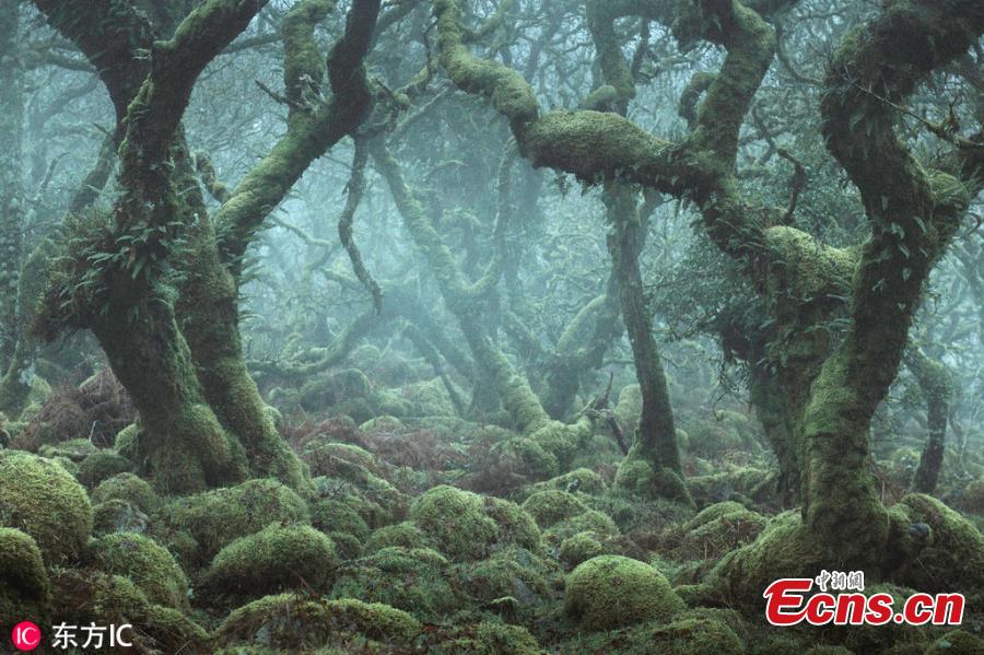 Neil Burnell, 44, captured the incredibly atmospheric images of Wistmans Wood in Dartmoor, Devon, over the course of last year. This amazing fairytale forest might look like something from Lord of the Rings. Neil Burnell is a graphic designer and fine art photographer from Devon. He said the scene bore a striking resemblance to Middle Earth\'s Fangorn Forest. Neil, who named his photo project \'The Mystical\', visited the difficult-to-find woodland 20 times to get the perfect shots. (Photo/IC)