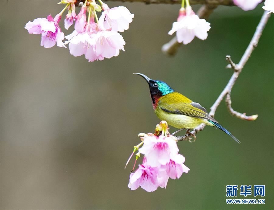 A sunbird gathers honey from blooming cherry at the Fuzhou National Forest Park in Fuzhou, capital of southeast China\'s Fujian Province, Jan. 17, 2019. (Xinhua/Mei Yongcun)