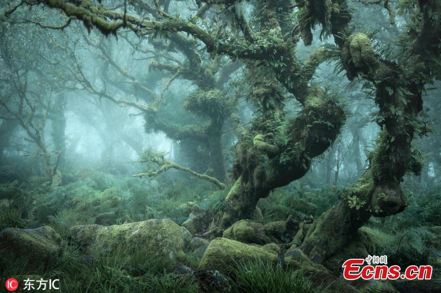 Neil Burnell, 44, captured the incredibly atmospheric images of Wistmans Wood in Dartmoor, Devon, over the course of last year. This amazing fairytale forest might look like something from Lord of the Rings. Neil Burnell is a graphic designer and fine art photographer from Devon. He said the scene bore a striking resemblance to Middle Earth\'s Fangorn Forest. Neil, who named his photo project \'The Mystical\', visited the difficult-to-find woodland 20 times to get the perfect shots. (Photo/IC)