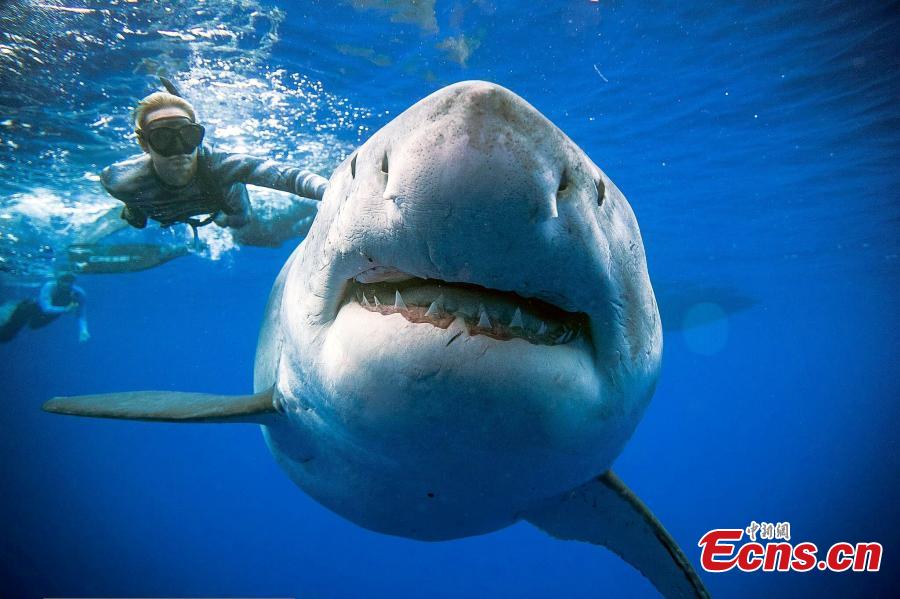 A team of divers has had a close encounter with Deep Blue, one of the biggest great white sharks on record. She is 20 feet long and estimated to be up to 50 years old. One of the divers, Ocean Ramsey, said that they had been filming tiger sharks feeding on the whale when the shark arrived. (Photo/Agencies)