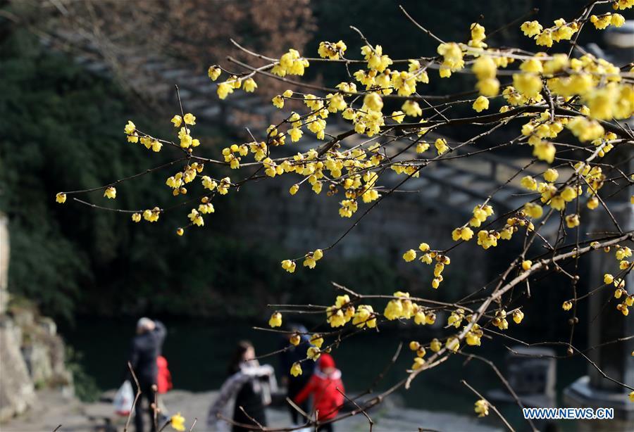 Photo taken on Jan. 17, 2019 shows wintersweet flowers in Huqiu Mountain scenic spot in Suzhou, east China\'s Jiangsu Province. (Xinhua/Hang Xingwei)