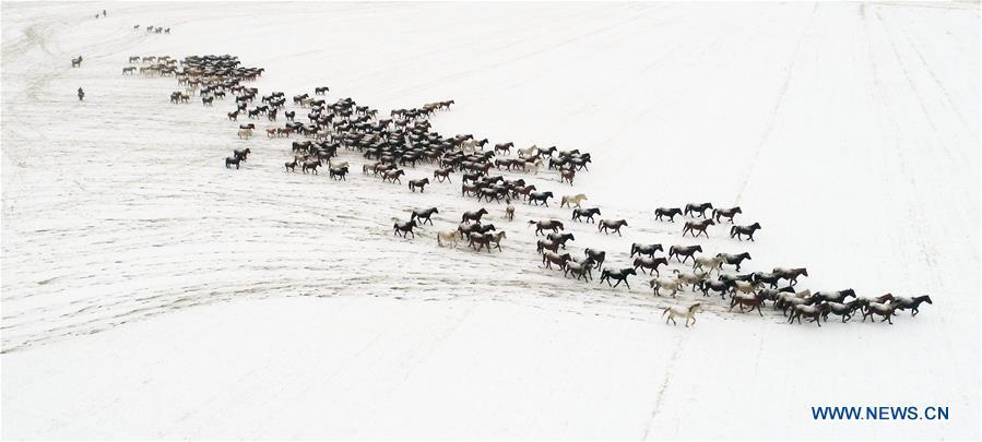 Aerial photo taken on Jan. 20, 2019 shows a herd of horses running on the snow-covered grassland at a horse ranch in Shandan County of Zhangye City, northwest China\'s Gansu Province. (Xinhua/Wang Chao)