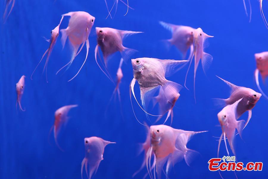 <?php echo strip_tags(addslashes(Different species of fish are on display at Nanjing Underwater World aquarium in Nanjing City, East China's Jiangsu Province, Jan. 21, 2019. Small tropical marine fish were housed at the aquarium during an exhibition to welcome the Spring Festival, China's Lunar New Year. (Photo: China News Service/Yang Bo))) ?>