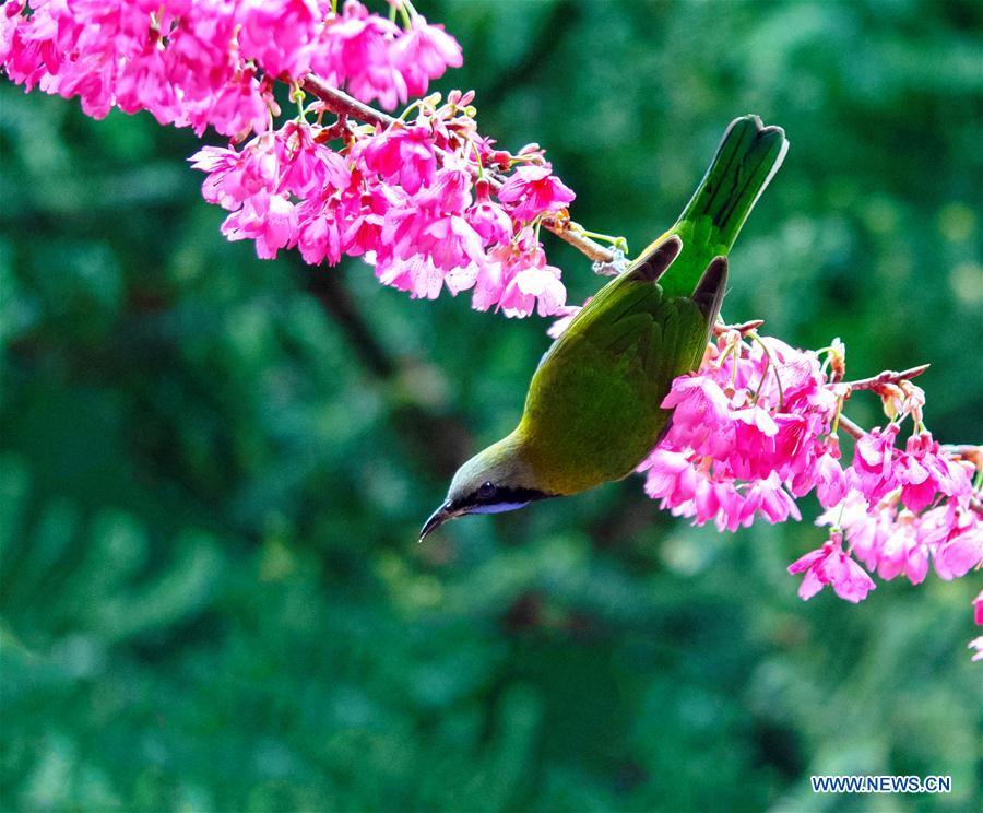 <?php echo strip_tags(addslashes(A leafbird gathers honey from cherry flowers at the Fuzhou National Forest Park in Fuzhou, capital of southeast China's Fujian Province, Jan. 20, 2019. (Xinhua/Mei Yongcun))) ?>
