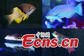 <?php echo strip_tags(addslashes(Different species of fish are on display at Nanjing Underwater World aquarium in Nanjing City, East China's Jiangsu Province, Jan. 21, 2019. Small tropical marine fish were housed at the aquarium during an exhibition to welcome the Spring Festival, China's Lunar New Year. (Photo: China News Service/Yang Bo))) ?>