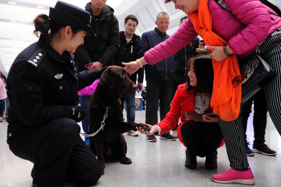 Police dog Hao Ke starts its first service during the Spring Festival travel rush at a railway station in Nanning City, South China’s Guangxi Zhuang Autonomous Region, Jan. 21, 2019. The police dog born on Nov. 27, 2015 has undergone 500 days of training that included searching for explosives. (Photo: China News Service/Jiang Xuelin)