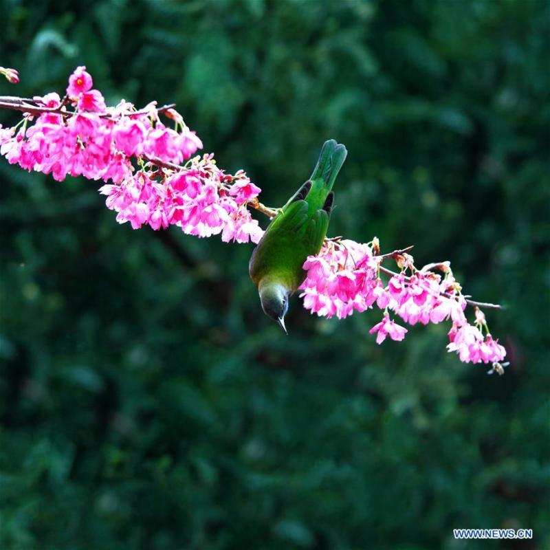 <?php echo strip_tags(addslashes(A leafbird gathers honey from cherry flowers at the Fuzhou National Forest Park in Fuzhou, capital of southeast China's Fujian Province, Jan. 20, 2019. (Xinhua/Mei Yongcun))) ?>