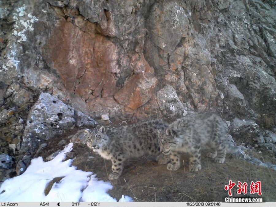 Photos taken by infrared camera and released by the Shanshui Conservation Center in Beijing, on Jan. 21, 2019, show snow leopard cubs in the Three-River Source National Nature Reserve (Sanjiangyuan) in Qinghai Province. Researchers have found a great number of rare wild animals in the reserve. (Photo provided to China News Service)