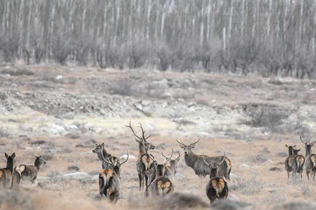 A red deer herd is spotted in the Helan Mountains in Northwest China\'s Ningxia Hui autonomous region. (Photo by Qi Yingtao for chinadaily.com.cn)